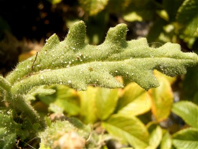 This photo shows Senecio viscosus