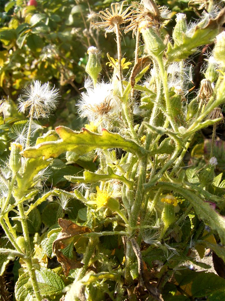 This photo shows Senecio viscosus