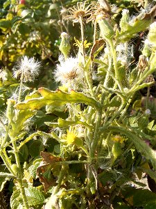 This photo shows Senecio viscosus