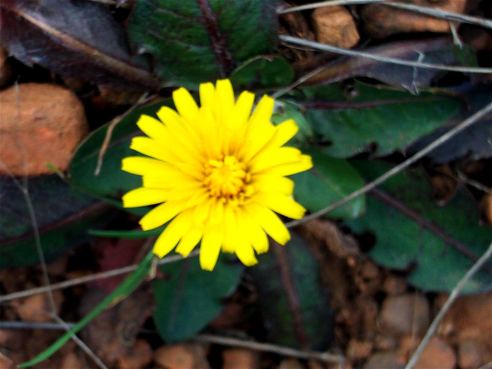 Taraxacum obovatum x T. laevigatum inflorescence and leaves in Dehesa Boyal de Puertollano, Spain photo