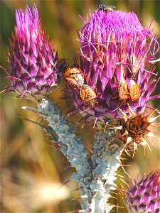 Distel -Onopordum illyricum- mit Wanzen