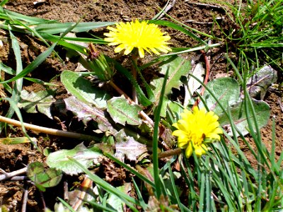 Taraxacum obovatum x T. laevigatum inflorescence and leaves in Dehesa Boyal de Puertollano, Spain photo