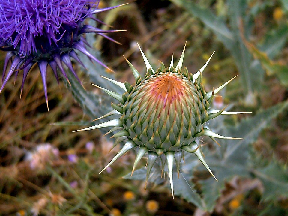 Onopordum macracanthum, in Caracuel, Castilla La Mancha, Spain