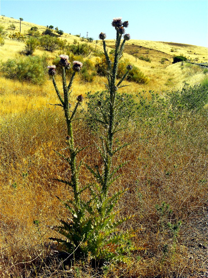 - closeup; Mestanza, Spain