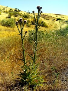 - closeup; Mestanza, Spain