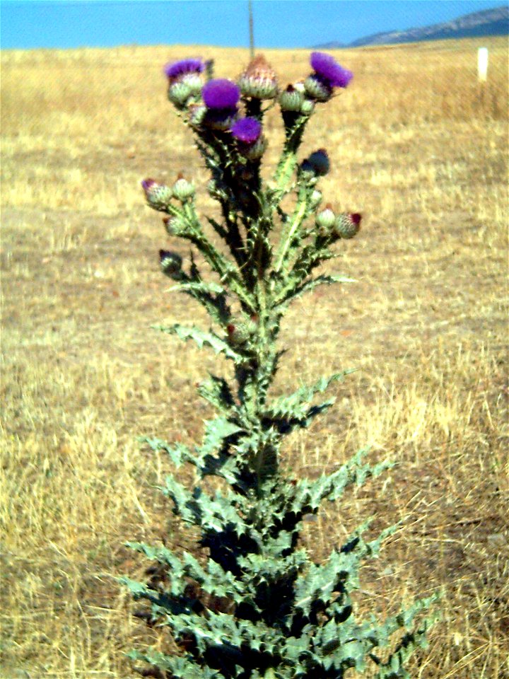 Onopordum nervosum,  Puertollano, Spain