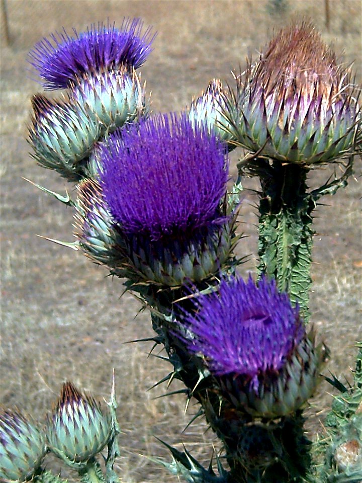 Onopordum nervosum, Puertollano, Spain