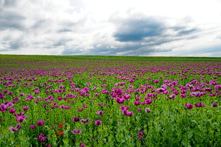 Field of poppies opium poppy poppy flower