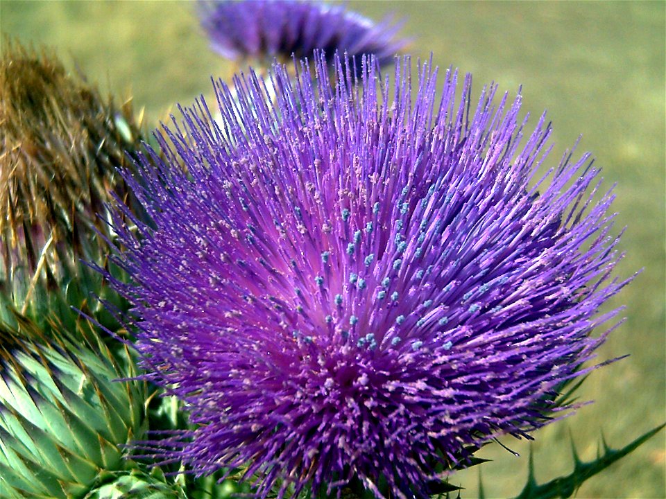 Onopordum nervosum, Flowers closeup, Puertollano, Spain