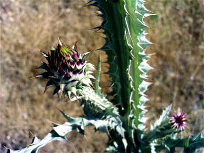 - closeup; Mestanza, Spain