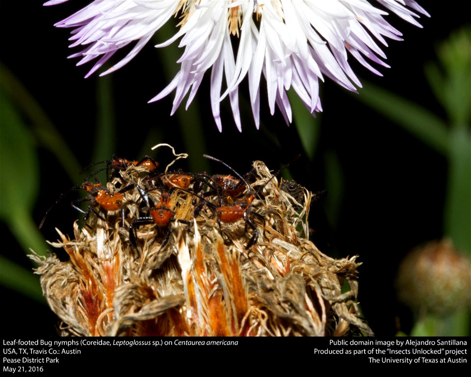 USA, TX, Travis Co.: Austin
Pease District Park

21-v-2016