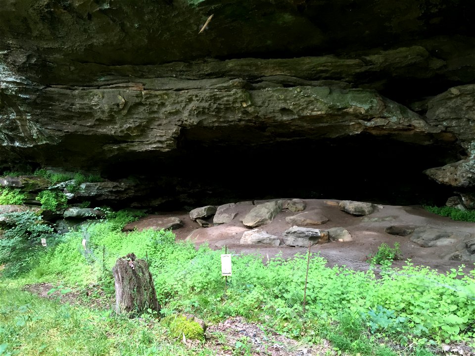 White-haired goldenrod found in or near rock shelters in the Red River Gorge on the Daniel Boone National Forest