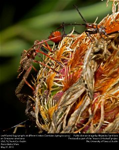 USA, TX, Travis Co.: Austin
Pease District Park

21-v-2016