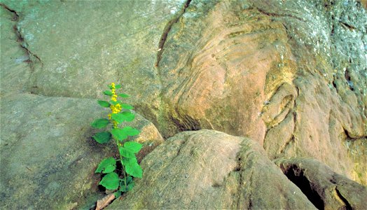 Image title: White haired goldenrod flower solidago albopilosa Image from Public domain images website, http://www.public-domain-image.com/full-image/flora-plants-public-domain-images-pictures/flowers photo