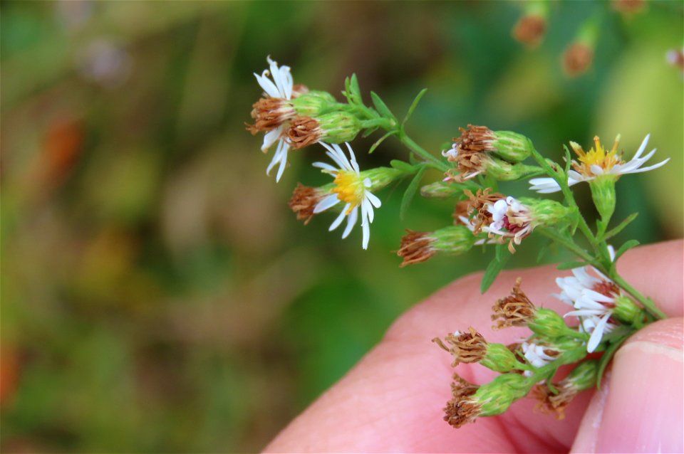 Small White Aster (Symphyotrichum racemosum)