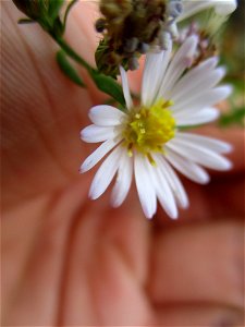 Small White Aster (Symphyotrichum racemosum)