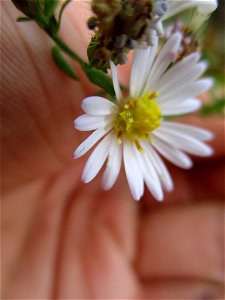 Small White Aster (Symphyotrichum racemosum) photo