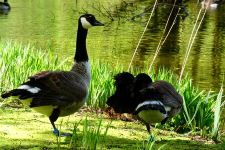 Animals pen goose