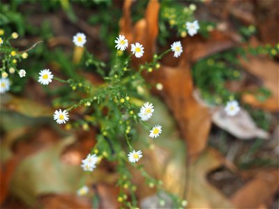 Small White Aster (Symphyotrichum racemosum) photo