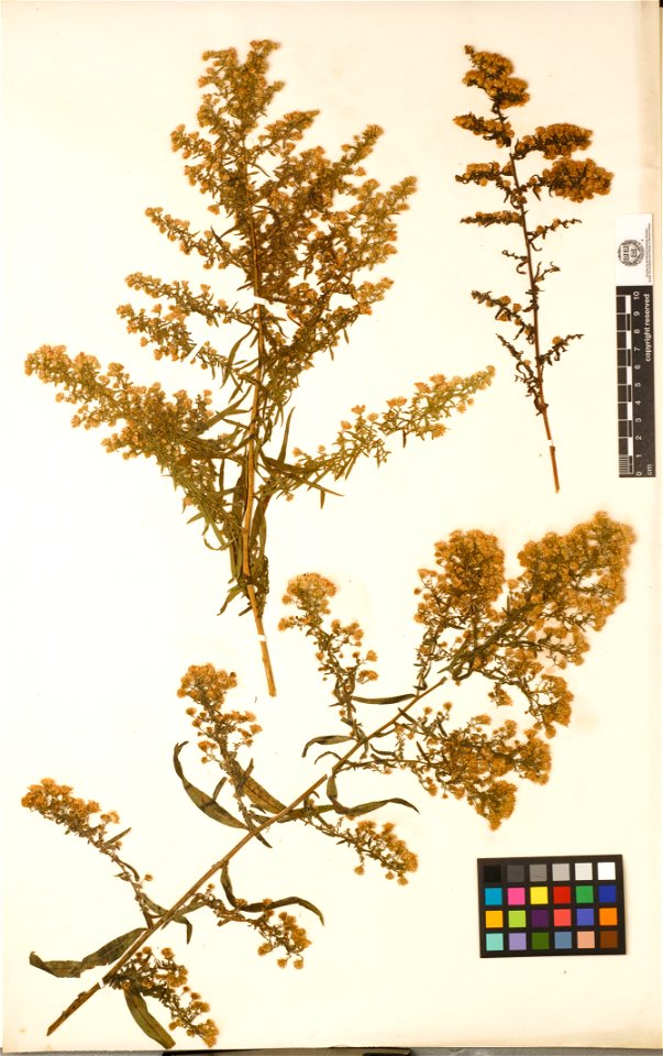 Harvard University Herbaria specimen
0243
Box 11
Portfolio 3, Folder 4:

Specimen 2: A. tradescantii [GH872789]