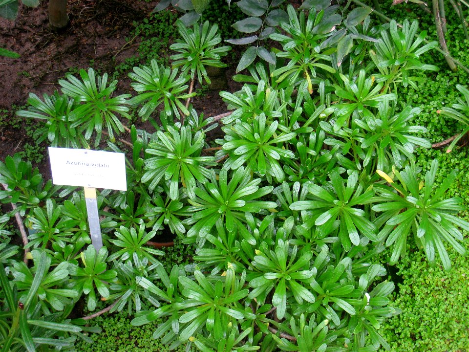 Azorina vidalii specimen in the Botanischer Garten, Berlin-Dahlem (Berlin Botanical Garden), Berlin, Germany.