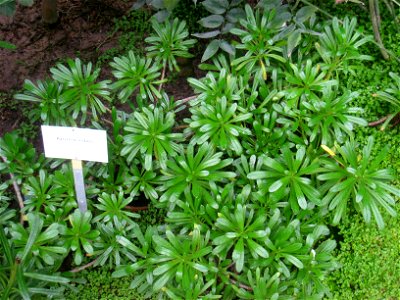 Azorina vidalii specimen in the Botanischer Garten, Berlin-Dahlem (Berlin Botanical Garden), Berlin, Germany.