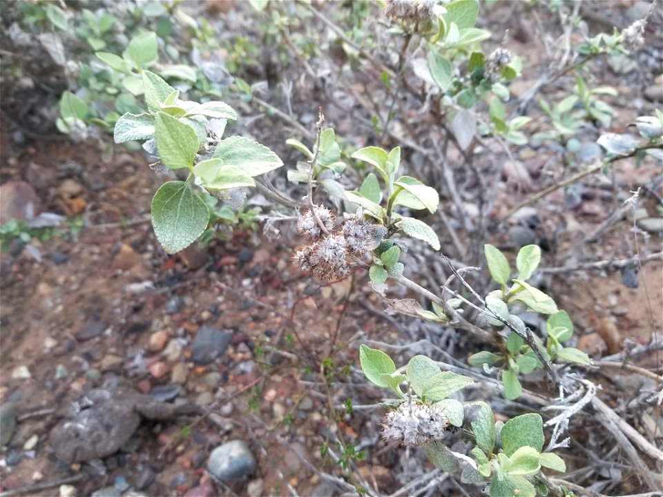 san diego bur-sage (Ambrosia chenopodiifolia)