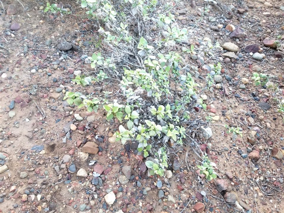 san diego bur-sage (Ambrosia chenopodiifolia)