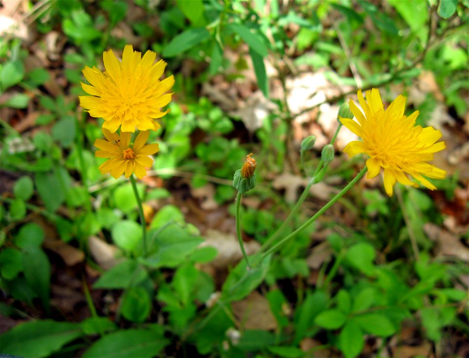 Krigia biflora, edge of limestone barren into woodland, Lewis County, Kentucky.