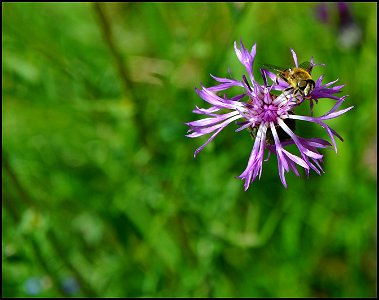 Wild flower photo