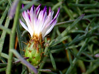 Centaurea aspera inflorescence closeup, La Mata, Torrevieja, Alicante, Spain. photo