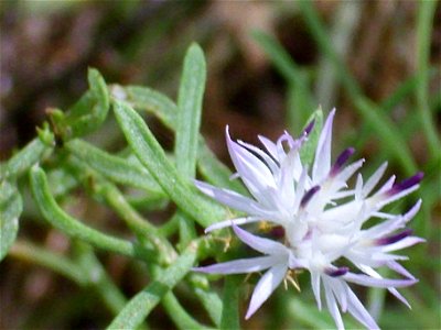 Centaurea aspera close up, La Mata, Torrevieja, Alicante, Spain.