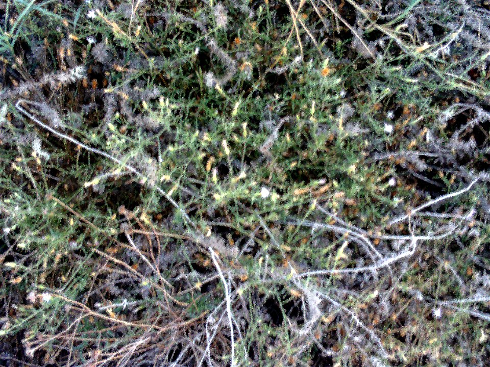 Centaurea aspera habitus, La Mata, Torrevieja, Alicante, Spain