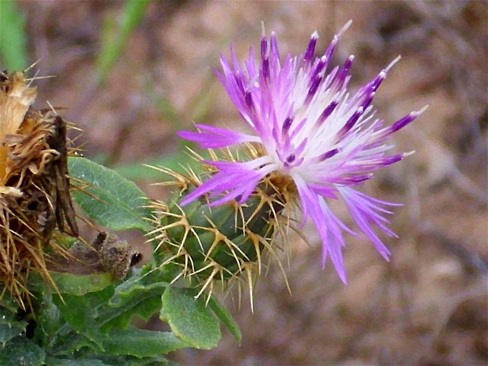 Centaurea aspera close up, La Mata, Torrevieja, Alicante, Spain.