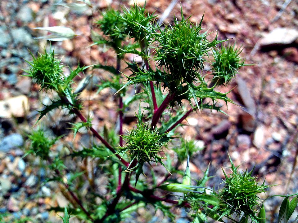 Carlina corymbosa plant, Sierra Madrona, Spain