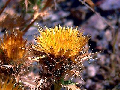 Carlina racemosa close up, Sierra Madrona, Spain