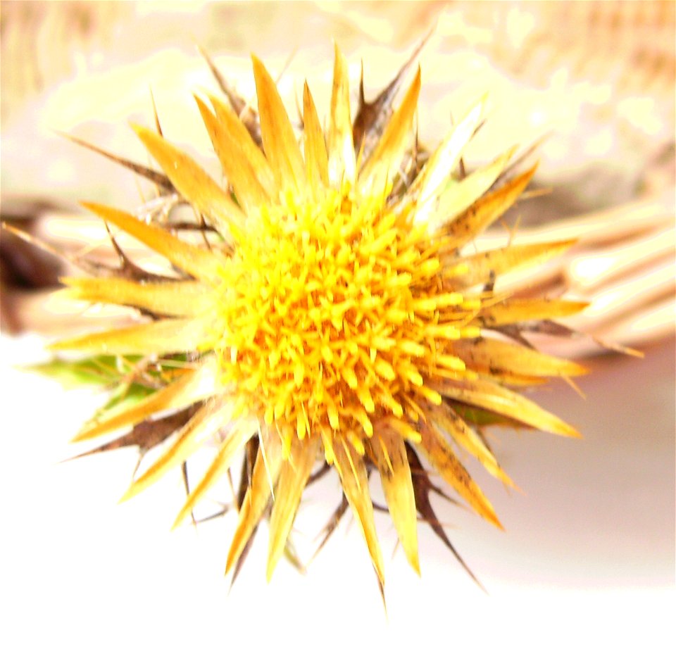 Carlina corymbosa, syn. Carlina curetum from Castelltallat, Catalonia