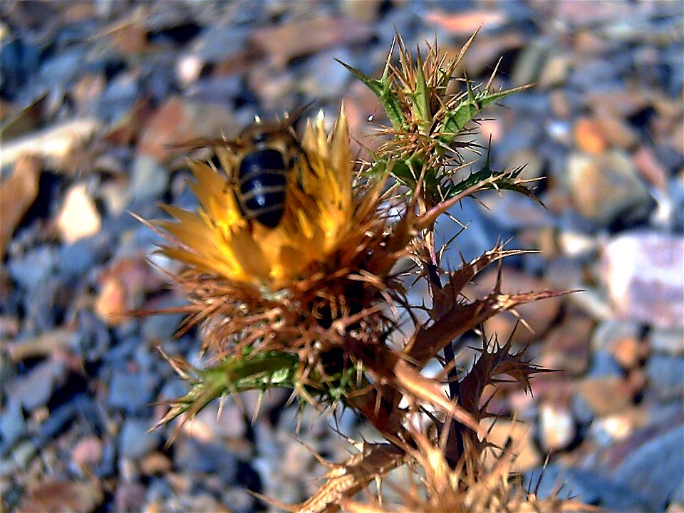 Carlina racemosa Pollinator close up, Sierra Madrona, Spain