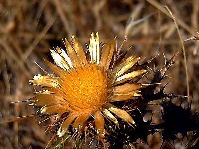 Carlina racemosa inflorescence close up, Sierra Madrona, Spain