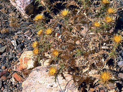 Carlina racemosa habitus, El Tamaral, Sierra Madrona, Spain