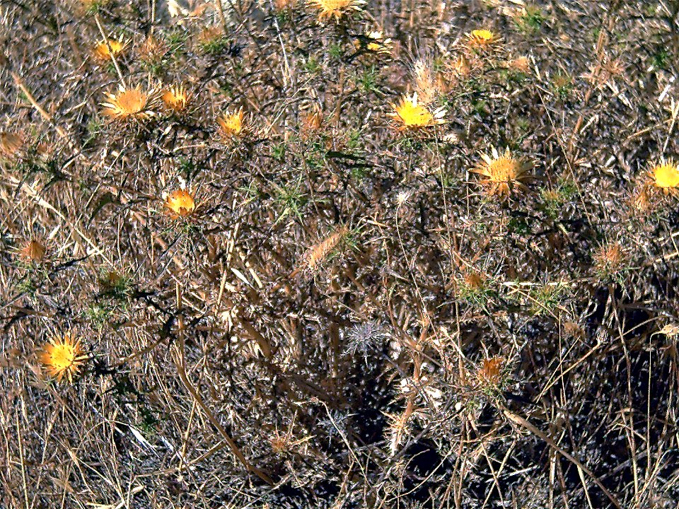 Carlina racemosa habitus, El Tamaral, Sierra Madrona, Spain