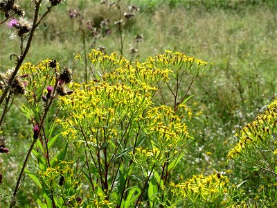 Fuchs-Greiskraut (Senecio ovatus) östlich vom Naturschutzgebiet Mürmes