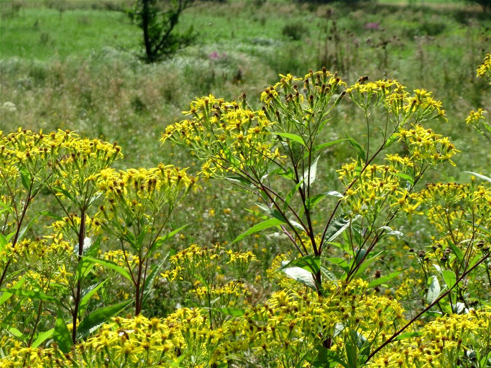 Fuchs-Greiskraut (Senecio ovatus) östlich vom Naturschutzgebiet Mürmes