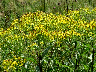 Fuchs-Greiskraut (Senecio ovatus) östlich vom Naturschutzgebiet Mürmes