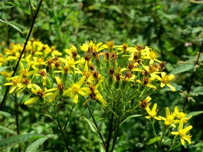 Fuchs-Greiskraut (Senecio ovatus) östlich vom Naturschutzgebiet Mürmes