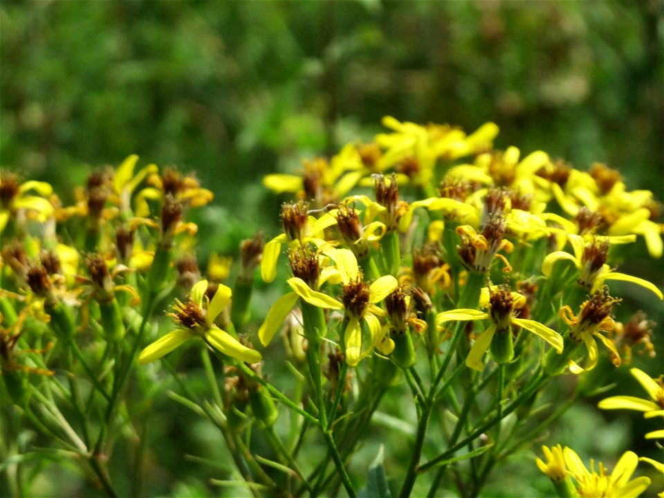 Fuchs-Greiskraut (Senecio ovatus) östlich vom Naturschutzgebiet Mürmes