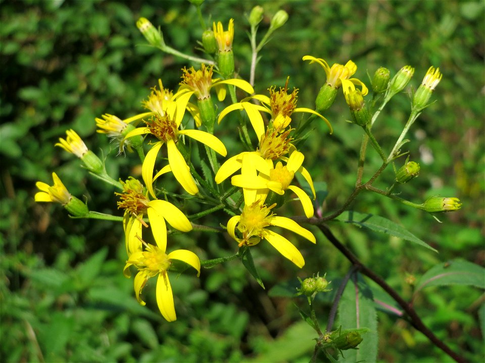 Fuchs-Greiskraut (Senecio ovatus) im Naturschutzgebiet Mürmes