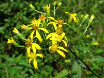 Fuchs-Greiskraut (Senecio ovatus) im Naturschutzgebiet Mürmes