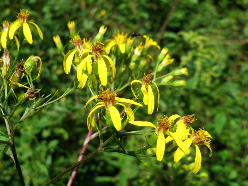 Fuchs-Greiskraut (Senecio ovatus) im Naturschutzgebiet Mürmes