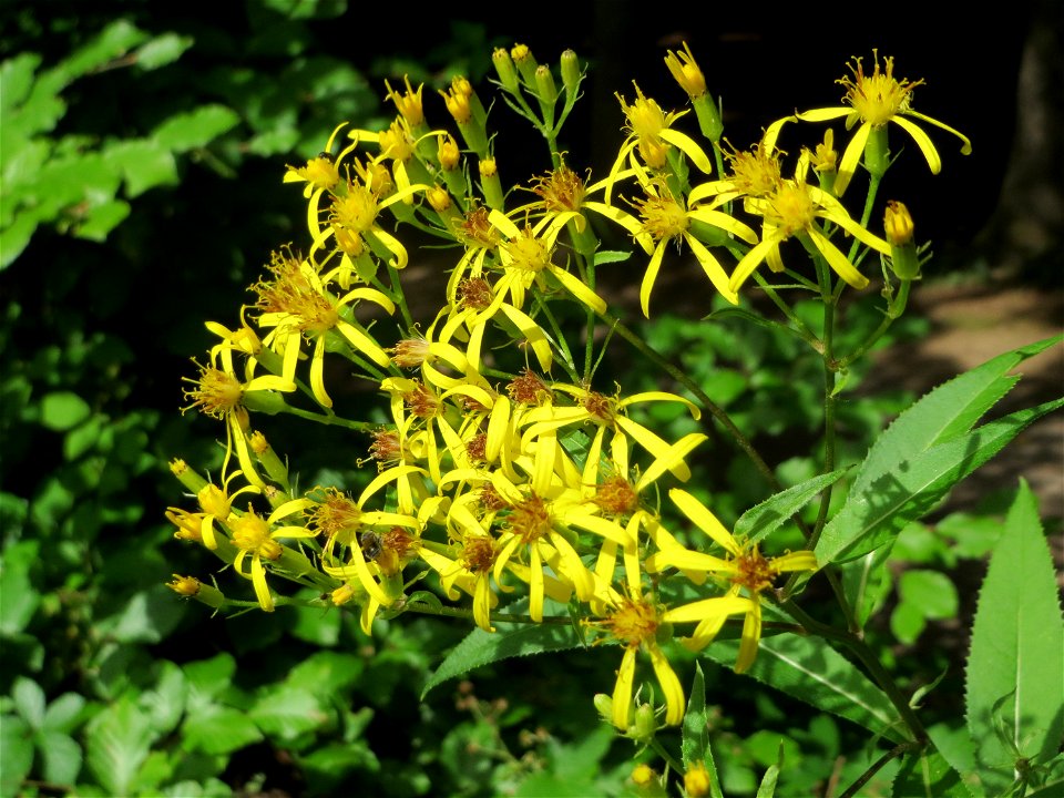Fuchs-Greiskraut (Senecio ovatus) im Naturschutzgebiet „Steinbachtal / Netzbachtal“